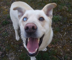 NIKT NIE CHCE PRZYGARNĄĆ PSA Z HETEROCHROMIĄ