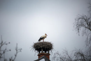Bocian z Tarnowa ignoruje instynkt. Czy to zwiastun zmian klimatycznych?