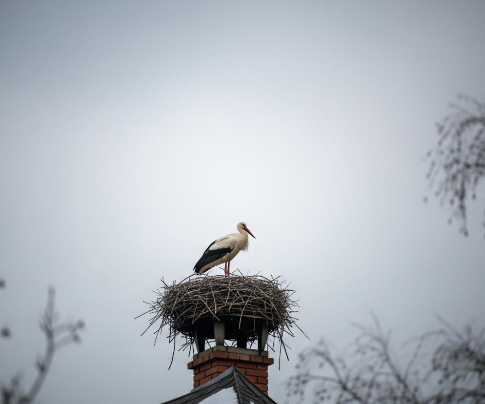 Biały bocian z czarnymi piórami na skrzydłach stoi w gnieździe na ceglanym kominie, widoczny od pasa w górę. Gniazdo jest dużą, nieregularną konstrukcją z ciemnych gałęzi. Komin stoi na szarym dachu, którego fragment pokryty jest śniegiem, sugerując zimową scenerię. Tło stanowi jednolicie jasnoszare, zachmurzone niebo, a po obu stronach kadru widać rozmazane, ciemne gałęzie drzew bez liści.