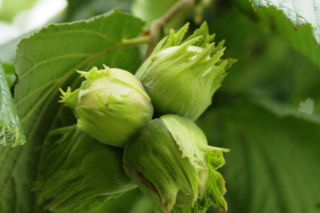Leszczyna pospolita - Corylus avellana
