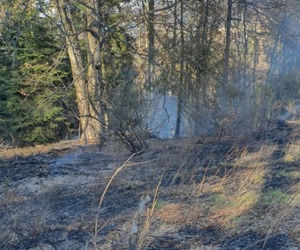 Strażacy uratowali las przed płomieniami. Pożar wybuchł tuż obok drzew!