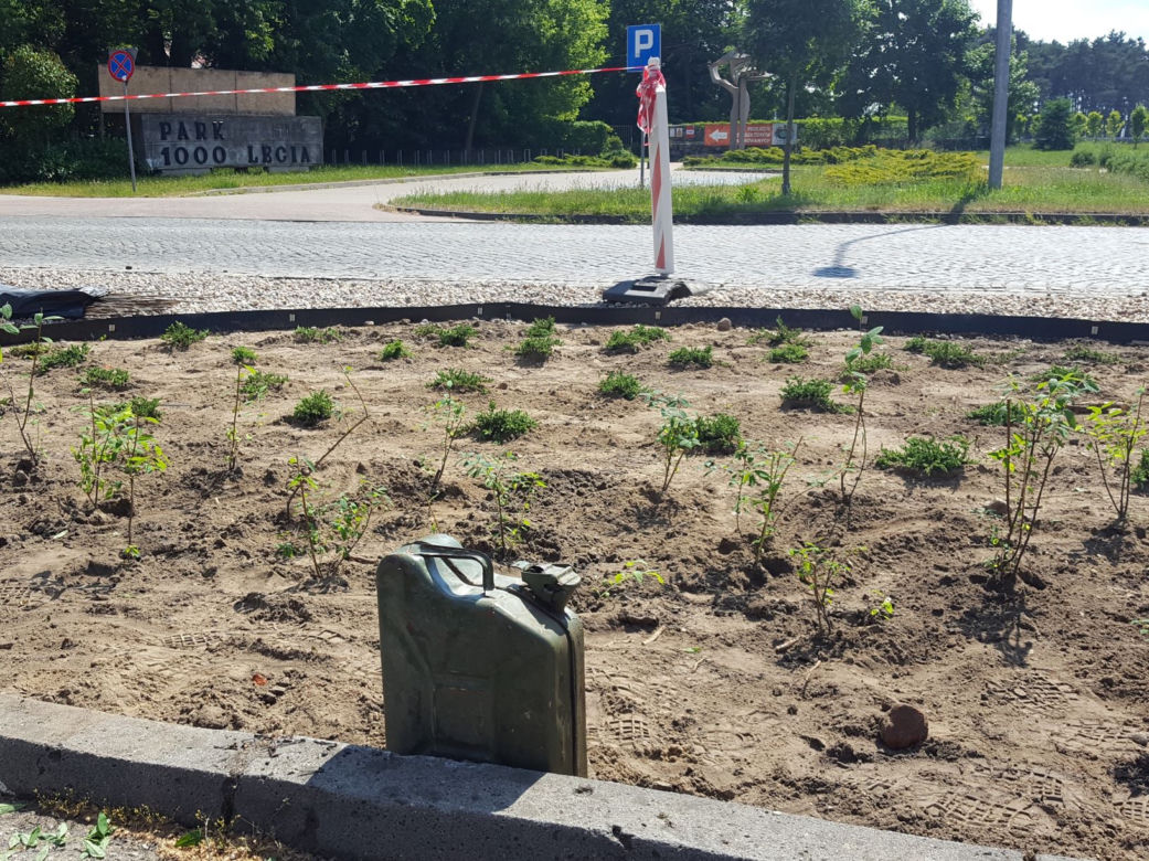 Coraz więcej zieleni wzdłuż ulicy 17 Stycznia 