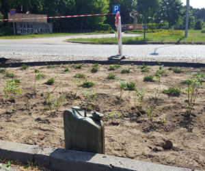 Coraz więcej zieleni wzdłuż ulicy 17 Stycznia 