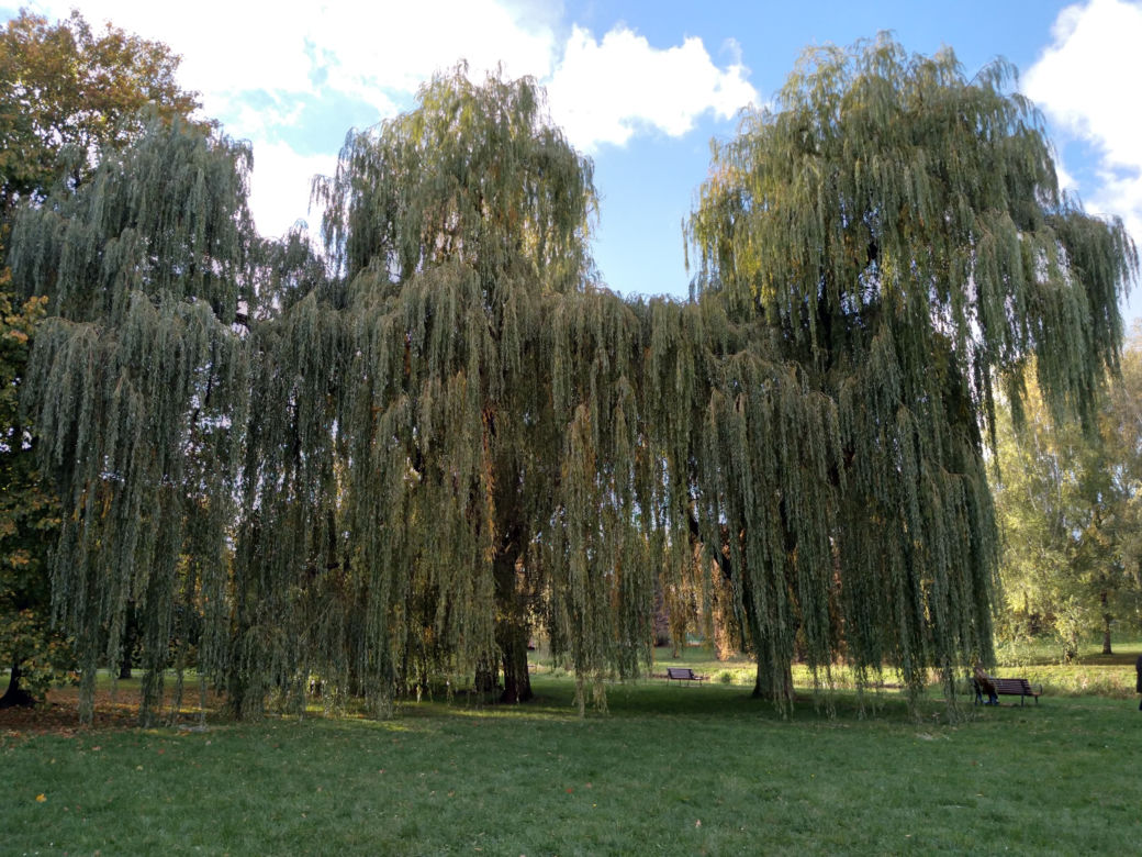 Park Skaryszewski