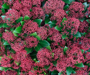 Skimia japońska 'Rubella'