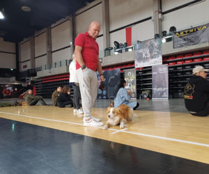 Psy służbowe, szkolenia i strefa pierwszej pomocy. Trwa drugi dzień CERBERUS K9 w Ostrowie