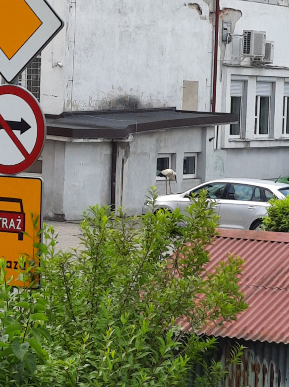 Bocian bandyta gnębi urzędników