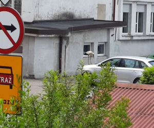 Bocian bandyta gnębi urzędników