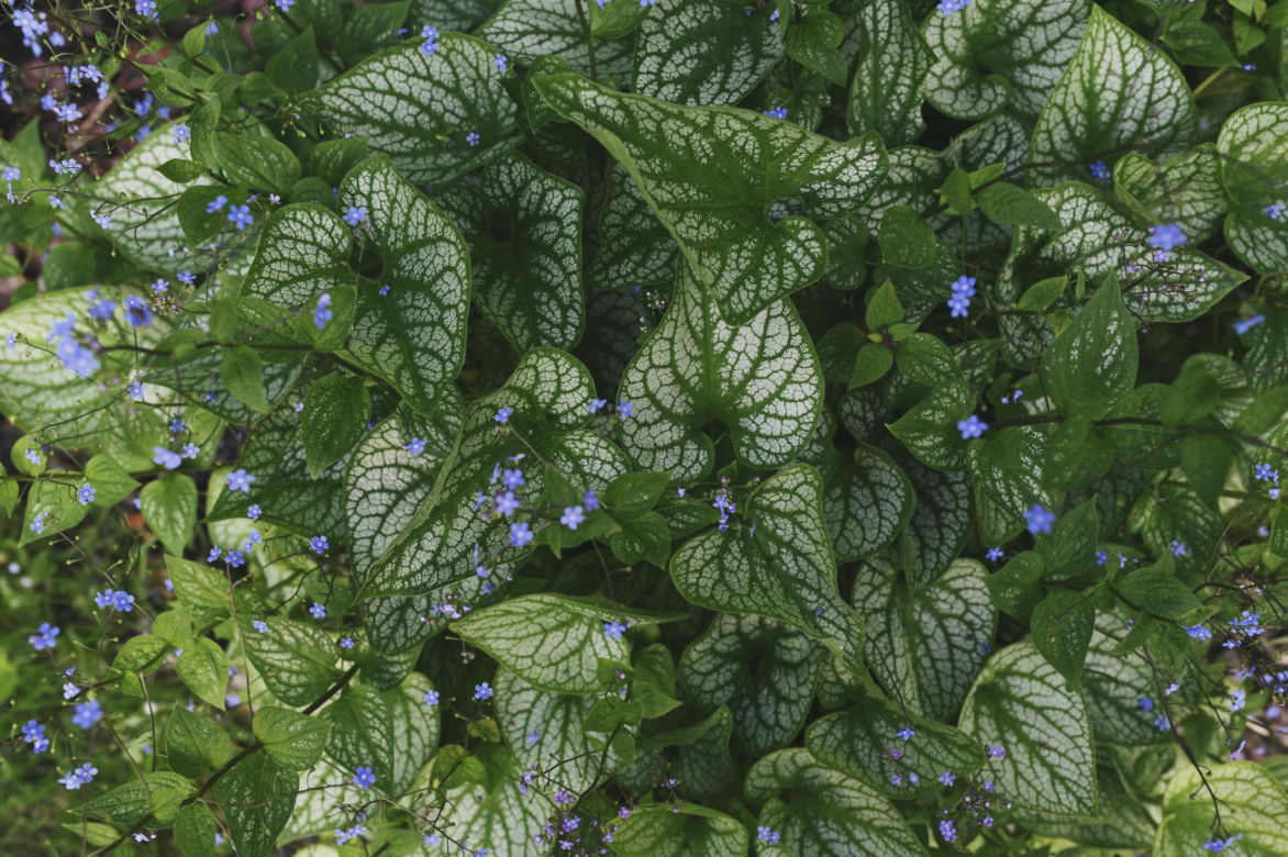 Brunnera wielkolistna