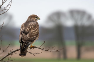 Ptasia grypa na Pomorzu. Co oznaczają nowe restrykcje dla mieszkańców?