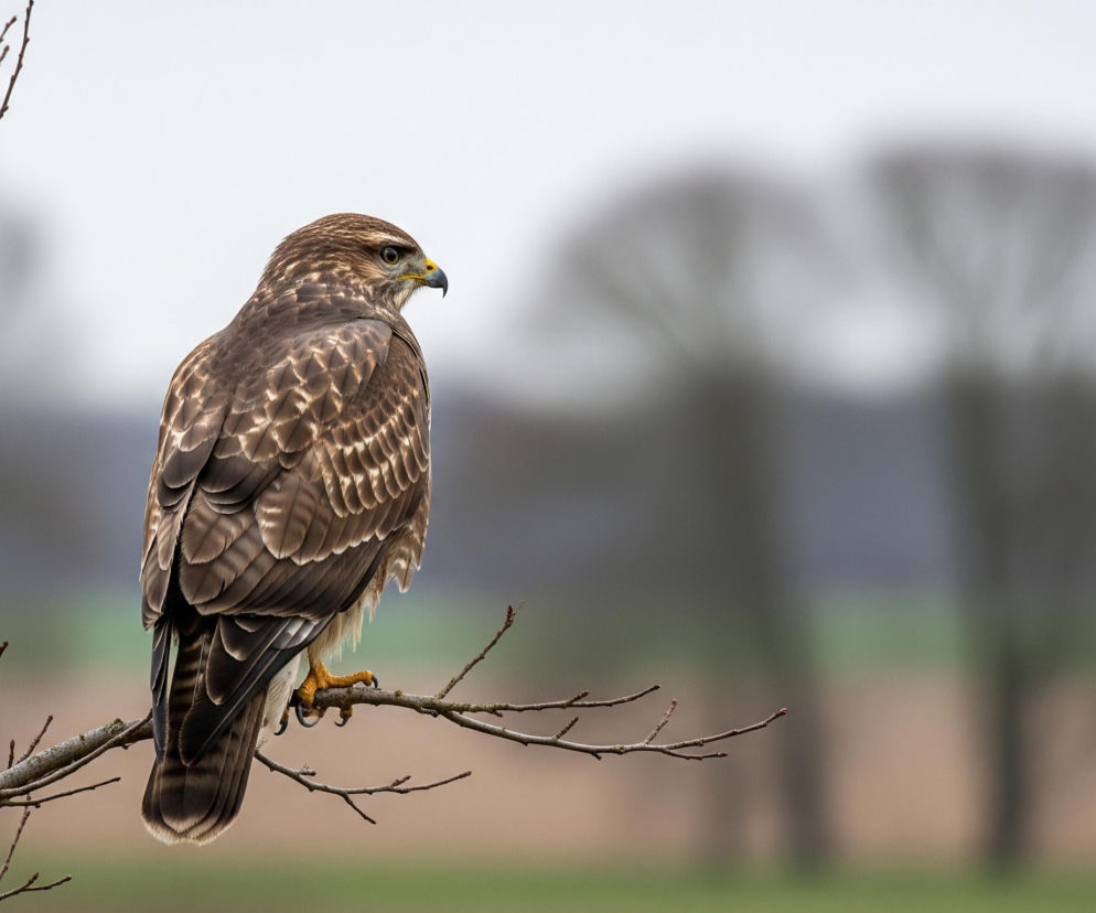 Puszczyk siedzi na nagiej gałęzi drzewa, zorientowany lekko w prawo od centrum kadru. Ptak ma brązowe upierzenie z jaśniejszymi, wzorzystymi piórami na grzbiecie i głowie, oraz żółte oczy i dziób. Jego szpony mocno oplatają gałąź. W tle rozpościera się rozmyty krajobraz z szarym niebem, niewyraźnymi sylwetkami drzew oraz polami w odcieniach brązu i zieleni.