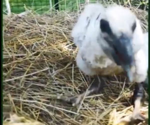 Kura przyłapana na kradzieży ciężarówki z jedzeniem