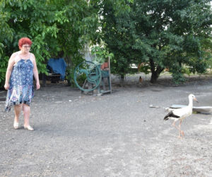 Młody bocian nabiera sił u Państwa Rafalskich