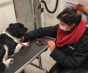 Suczka padła ofiarą zoofila?! Zwierzę ma nowy dom, ale ciągle się boi