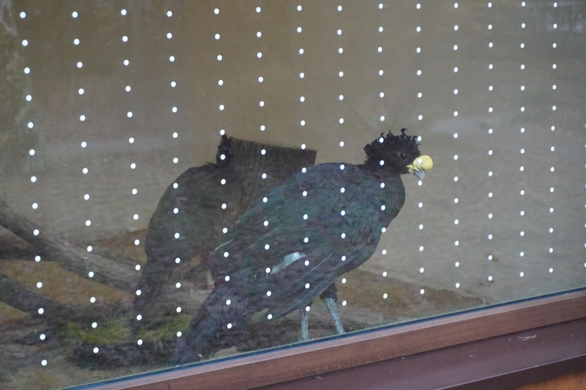 Zoo w Poznaniu zimą