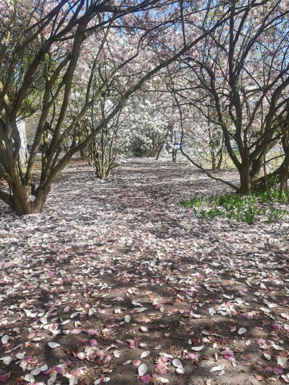 Kwitnące wiśnie i magnolie w Ogrodzie Botanicznym w Powsinie