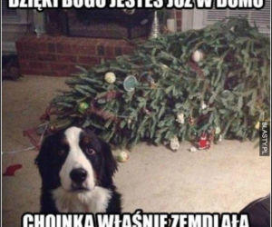 Choinka memy