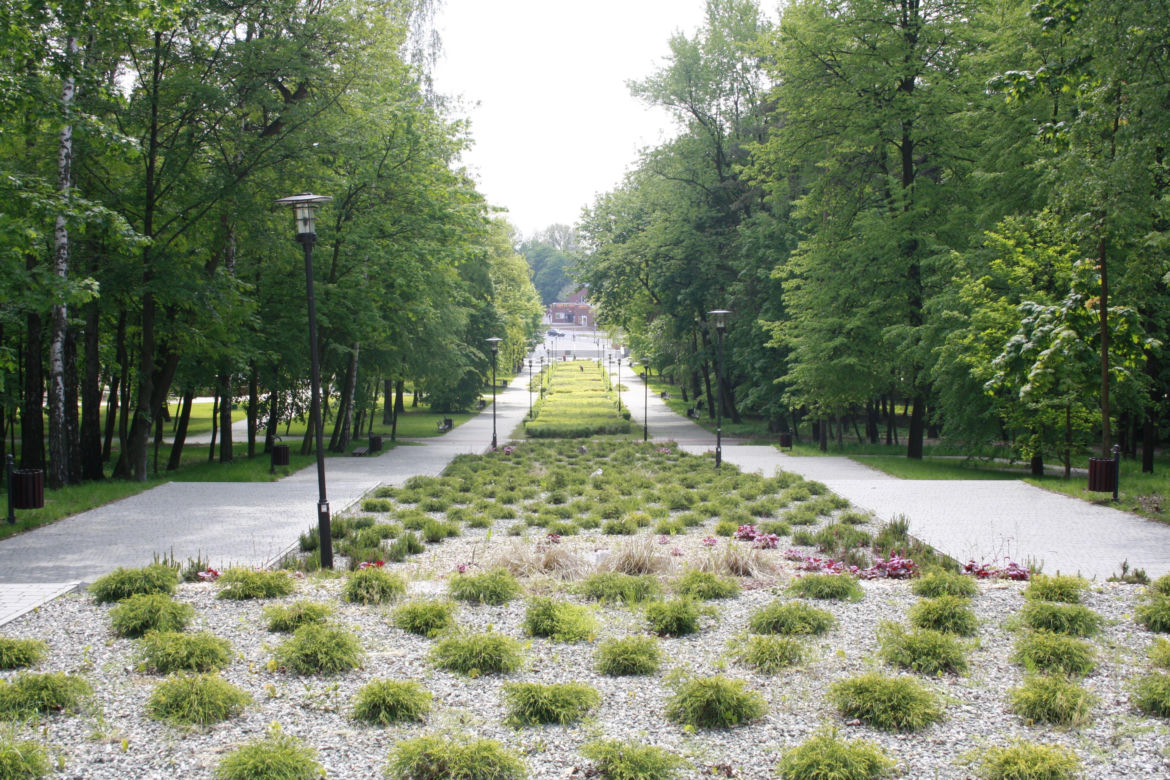 4. Wojkowice - 26 hektarów lasów