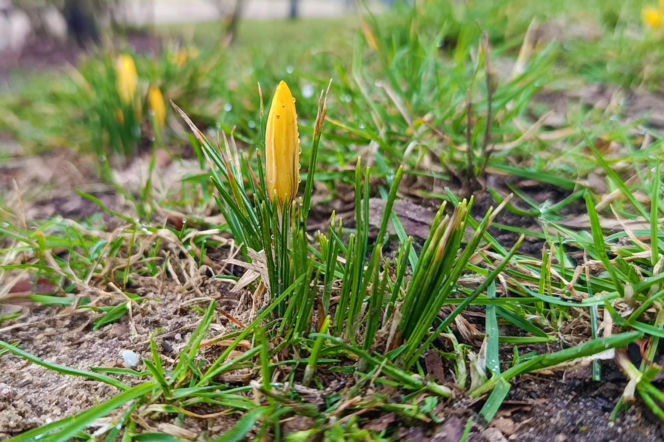 Pierwsze krokusy w Szczecinie