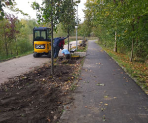Nowe drzewa nad jeziorem Długim. Dlaczego stare zostały usunięte? [FOTO]