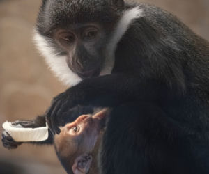 Afrykańska małpa, która lubi śnieg, przyszła na świat w zoo we Wrocławiu