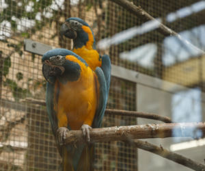 Zabytkowa ptaszarnia we wrocławskim zoo odzyskała dawny blask