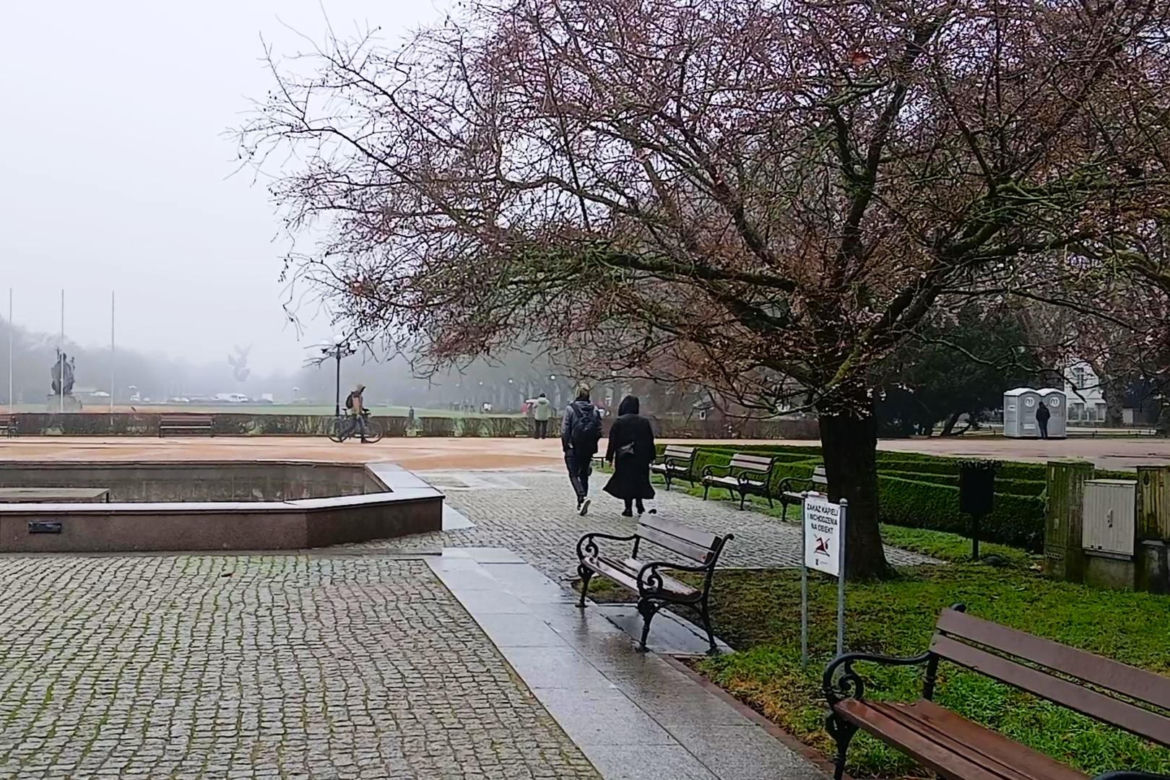 W grudniu w Szczecinie kwitną drzewa