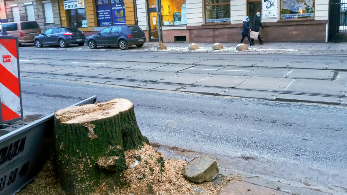 Masowa wycinka drzew w alei Wyzwolenia 