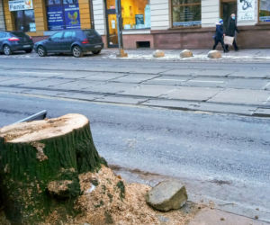 Masowa wycinka drzew w alei Wyzwolenia 