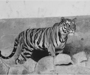 Zoo we Wrocławiu ma już 155 lat
