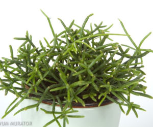 Rhipsalis