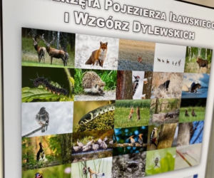 Zwierzęta i natura powiatu iławskiego zawitały do iławskiej Biblioteki Miejskiej