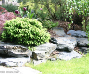 Iglaki do malych ogrodow