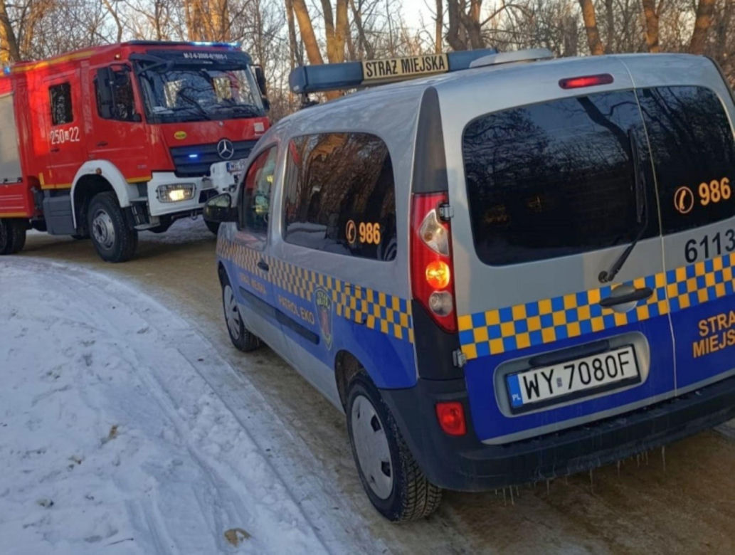 Łabędź przymarzł do lodu na Wiśle