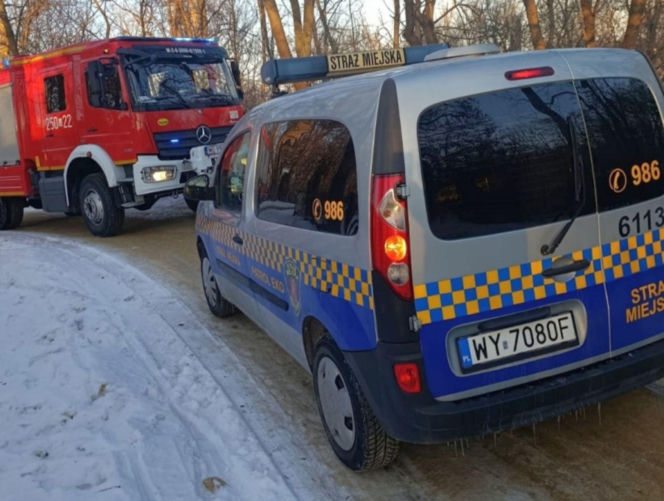 Łabędź przymarzł do lodu na Wiśle