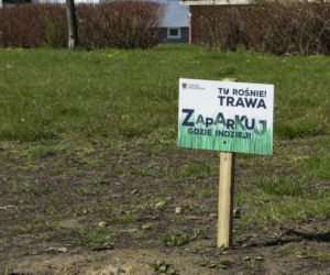 Tabliczki w Gorzowie mają przypominać, by nie parkować na trawie