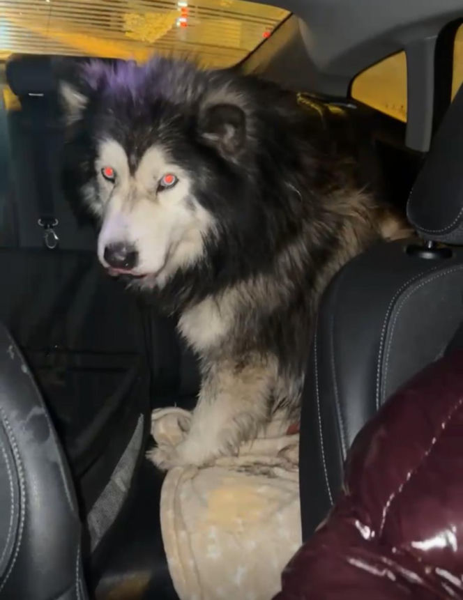 Pies biegał po zaśnieżonej i oblodzonej S7. Zareagowała policjantka