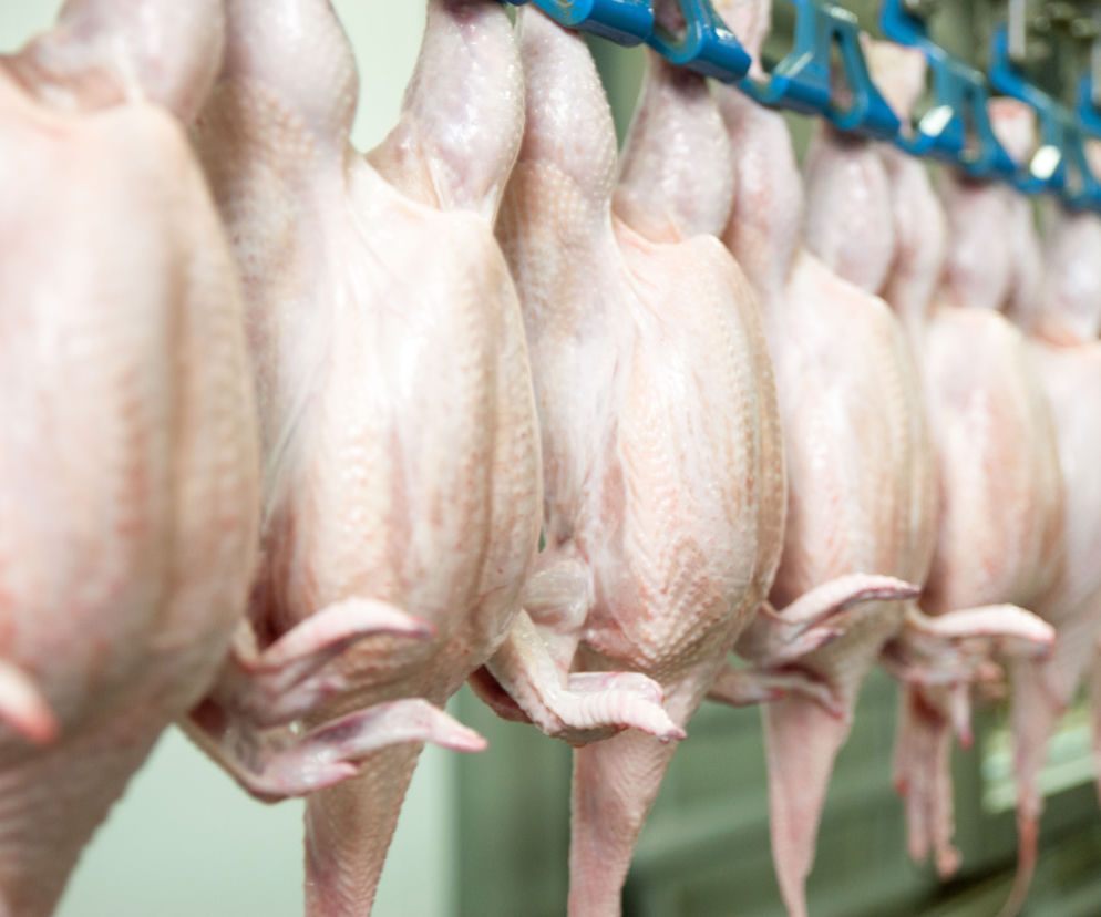 Szereg świeżych, nieopierzonych kurczaków drobiowych na linii produkcyjnej w zakładzie ubojni, wiszących za nogi na niebieskich hakach. Ilustruje temat konkurencji na rynku drobiu, o czym przeczytasz więcej na Super Biznes.