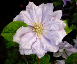 Powojnik 'Mazury'