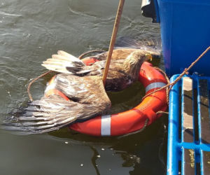 Orzeł wodował. Załoga statku uratowała bielika.