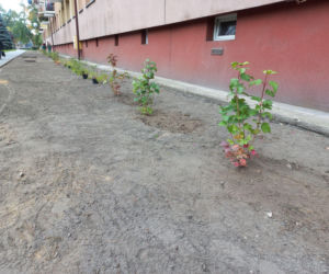 Kilkaset roślin i pergola. Zmienia się ulica Dąbrowskiego w Lesznie