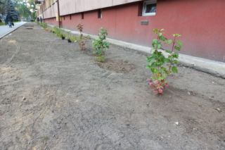 Kilkaset roślin i pergola. Zmienia się ulica Dąbrowskiego w Lesznie