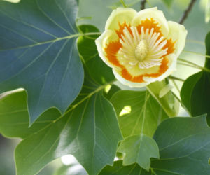Tulipanowiec amerykański