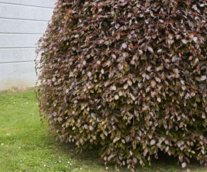 Buk pospolity 'Pendula'