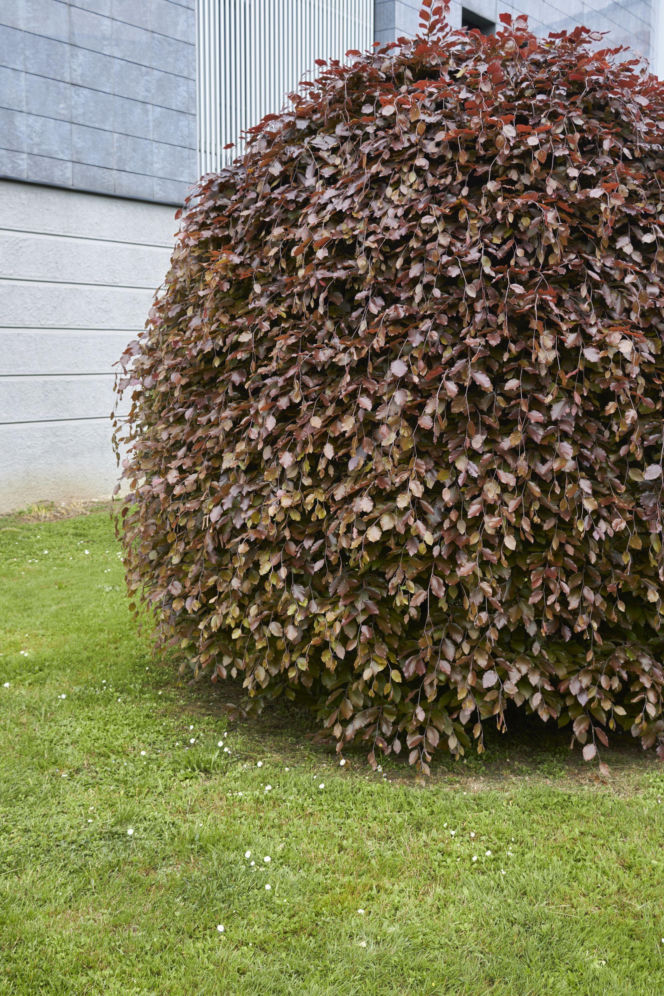 Buk pospolity 'Pendula'