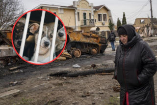 Szokujące, co wojna robi z psami w Ukrainie. Naukowcy nie mają wątpliwości