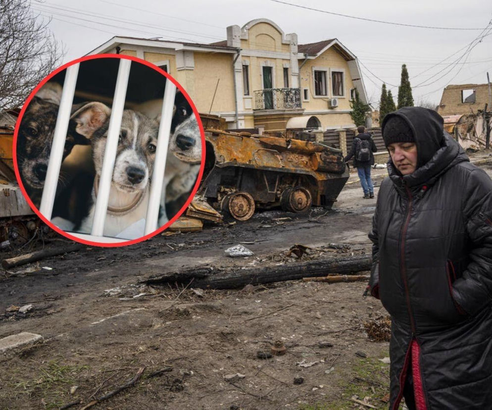 Szokujące, co wojna robi z psami w Ukrainie. Naukowcy nie mają wątpliwości