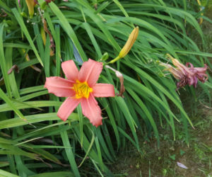 ESC w Ogrodzie Botanicznym UKW