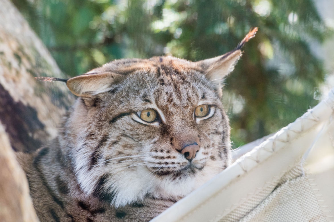 Koronawirus w Trójmieście. Zwierzęta z zoo tęsknią za ludźmi
