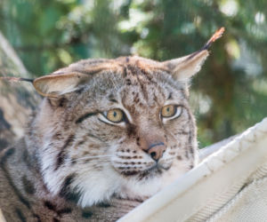 Koronawirus w Trójmieście. Zwierzęta z zoo tęsknią za ludźmi
